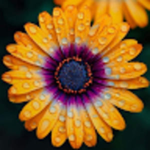 Meet your Posher, Jane